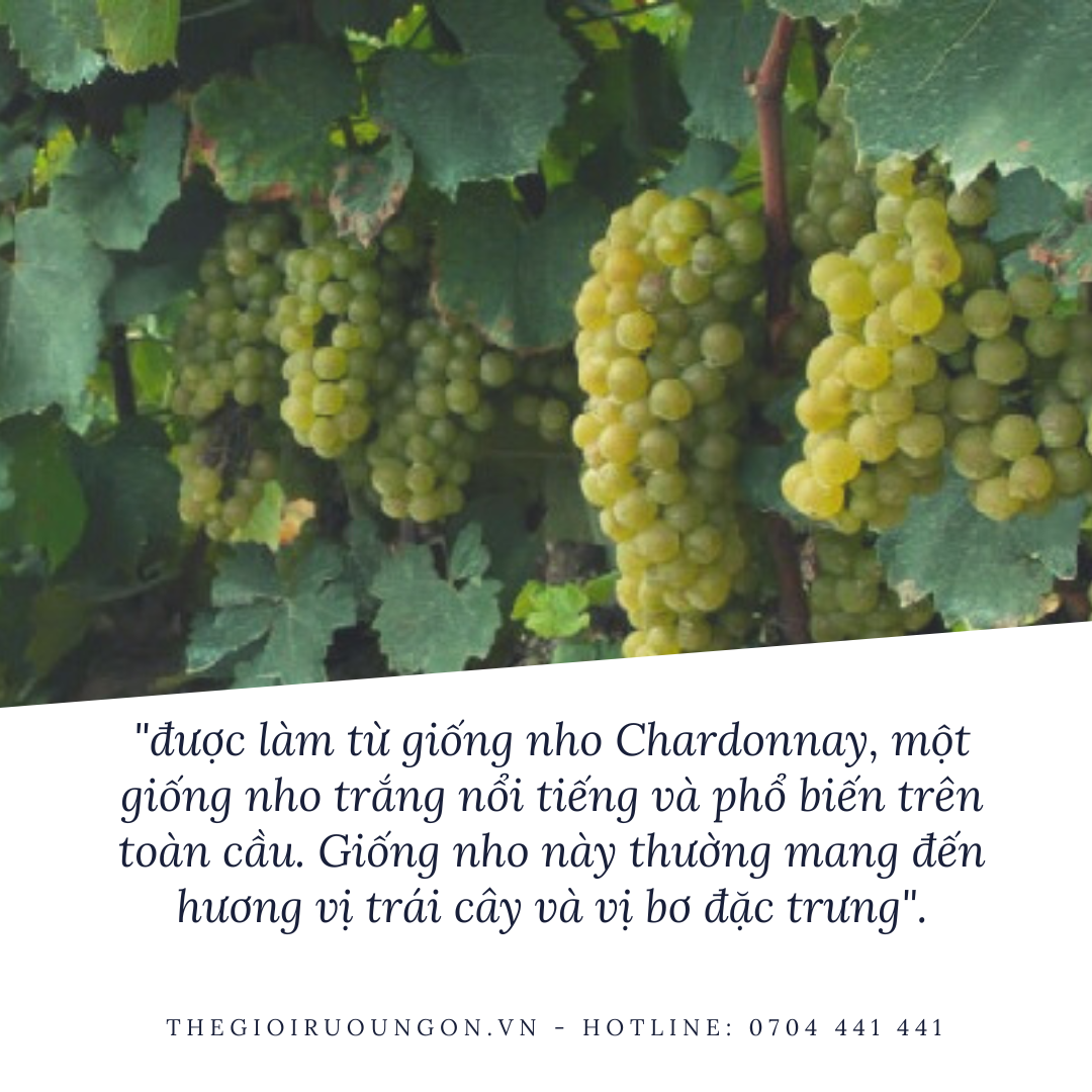 Nho Chardonnay 01