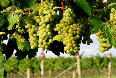 Tìm hiểu về các giống nho làm nên chất lượng của rượu vang Chile