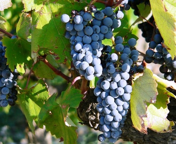 Nho Negroamaro - giống nho làm nên danh tiếng rượu vang đỏ vùng Puglia, Ý
